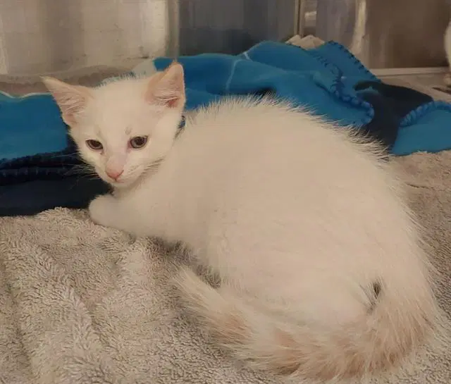 Ghost - Domestic Short Hair