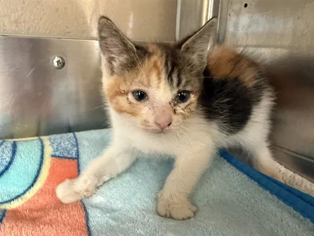 Unknown - Domestic Short Hair