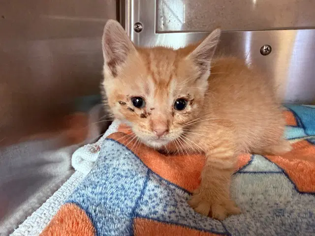 Unknown - Domestic Short Hair