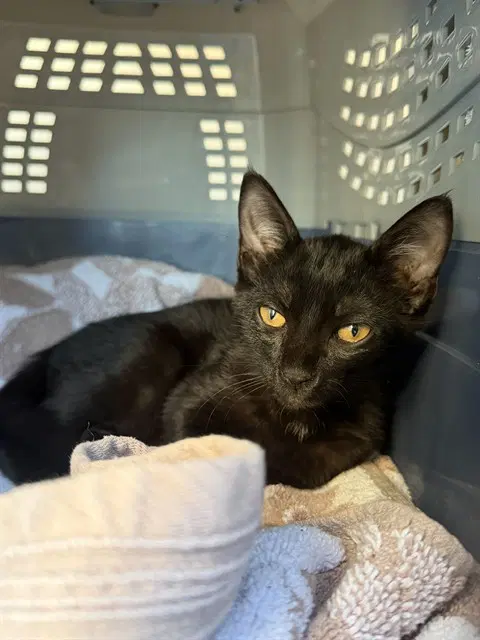 Elton - Domestic Short Hair