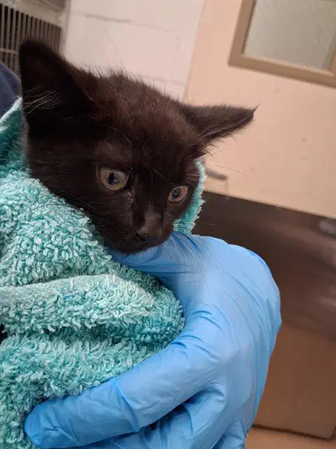 Milky Way - Domestic Short Hair