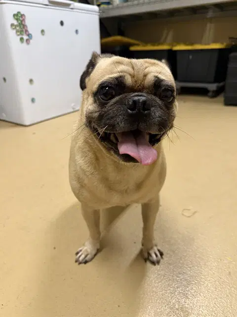 Gomez - Pug