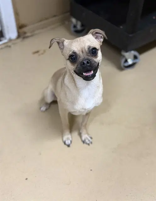 Dulce - Pug