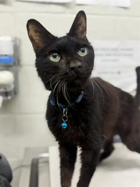 Unknown - Domestic Short Hair