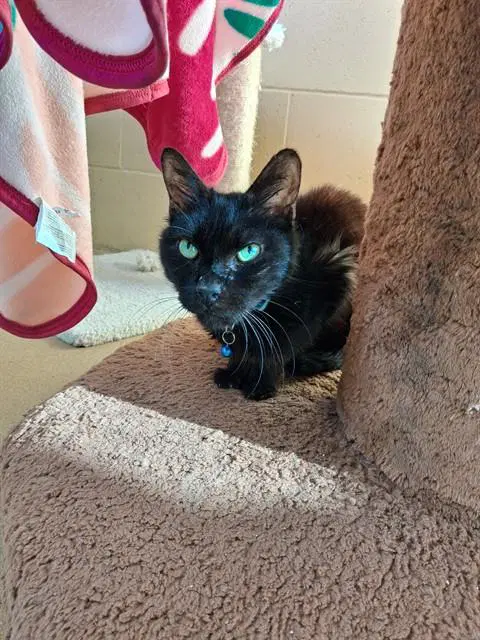Unknown - Domestic Short Hair