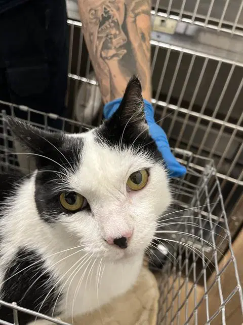 Kit - Domestic Short Hair