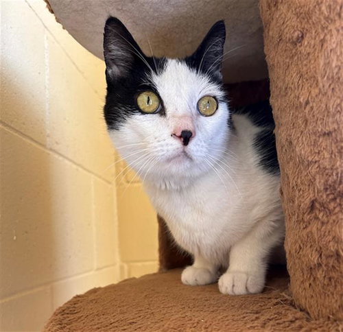 Kit, Domestic Short Hair (medium coat)