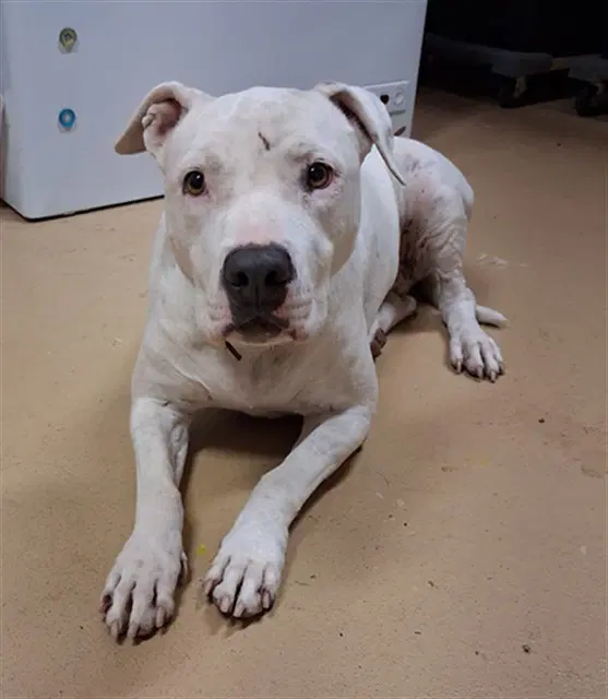 Bella - Pit Bull Terrier