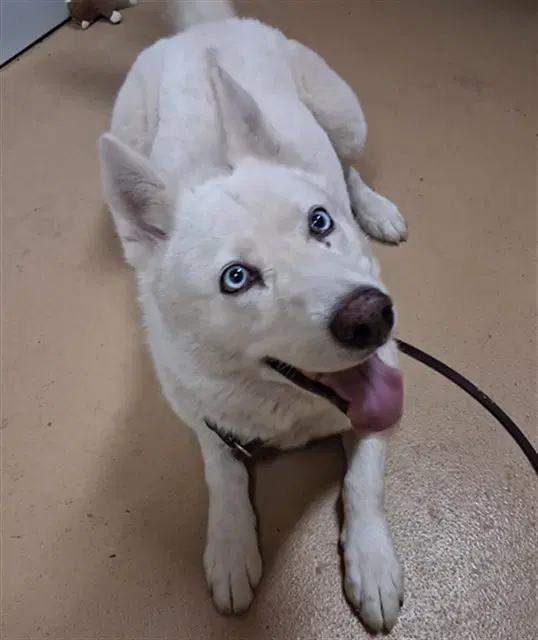Elsa - Siberian Husky