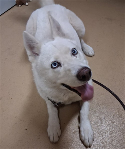Elsa, Siberian Husky (medium coat)