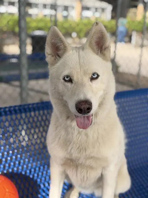 Elsa - Siberian Husky