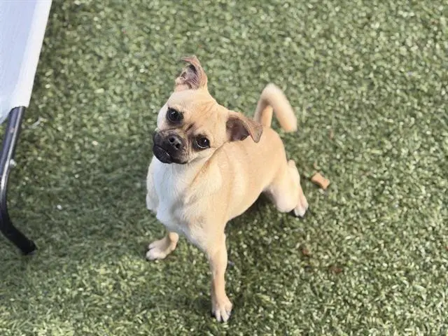 Dulce - Pug