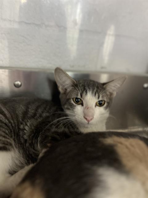 Cannoli, Domestic Short Hair (medium coat)