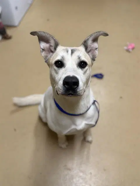Kona - Akita