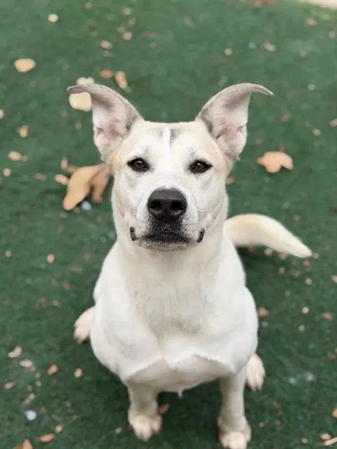 Kona - Akita