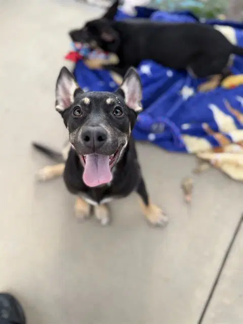 Spaghetti - Australian Kelpie