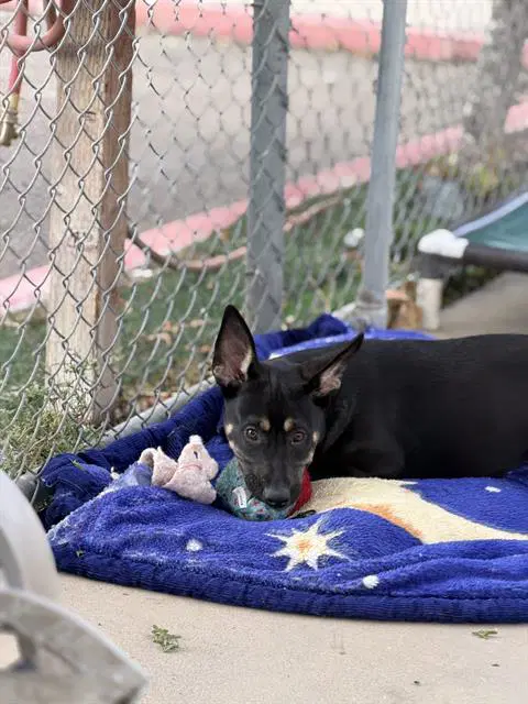 Ravioli - Australian Kelpie