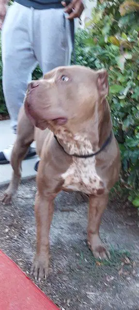 Brutus - American Pit Bull Terrier