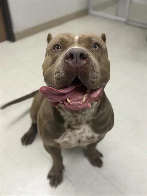 Brutus - American Pit Bull Terrier