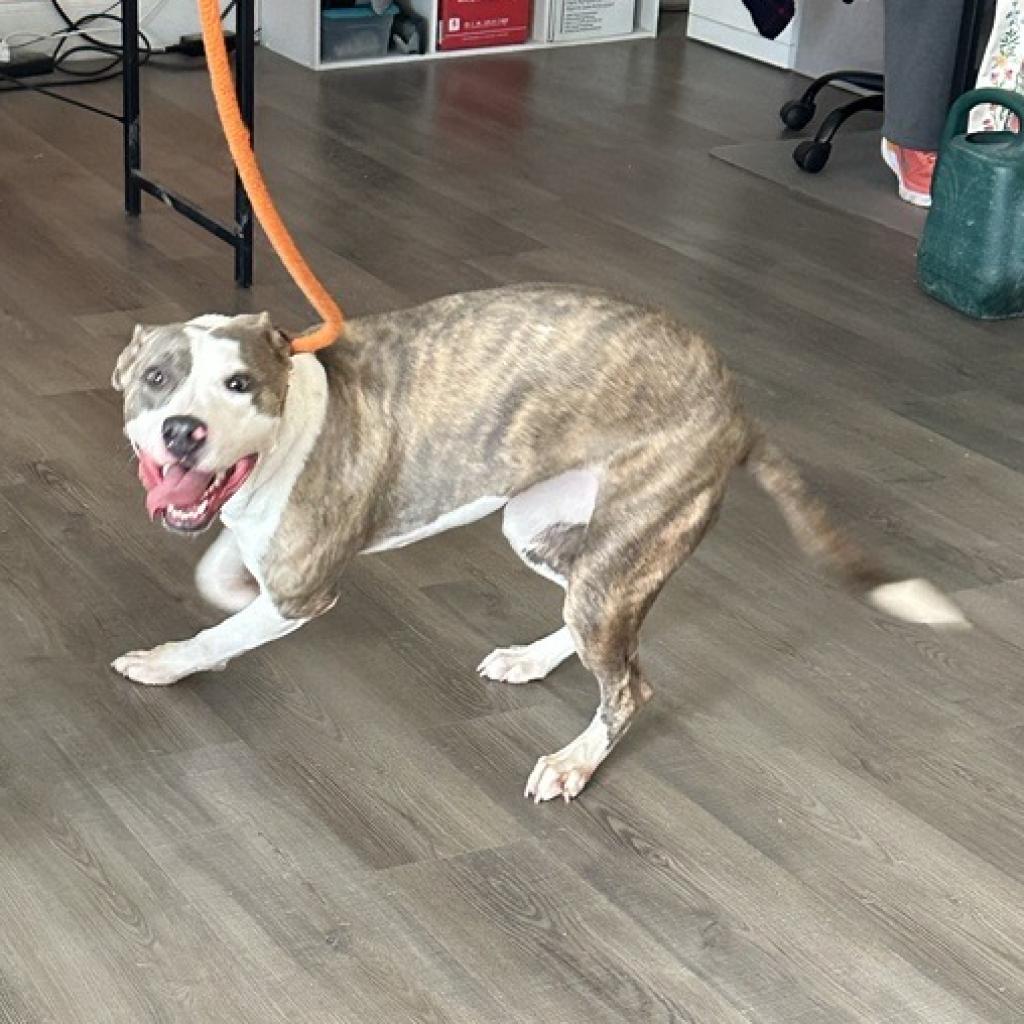 Adoptable Female Female