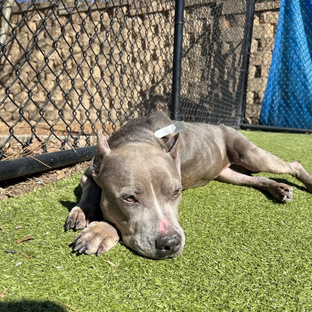 Adoptable Female Female