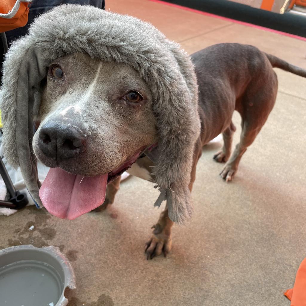 Adoptable Female Female