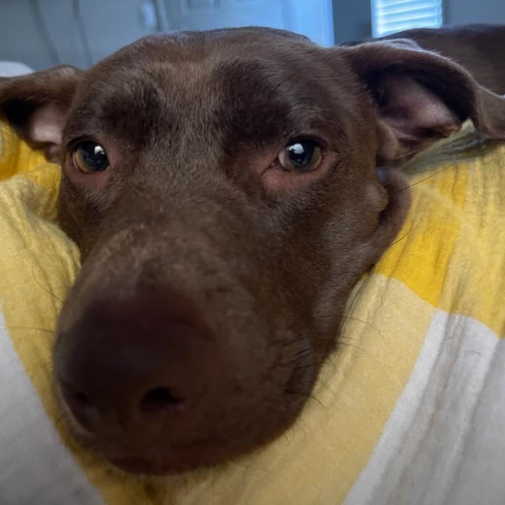 Adoptable Female Female