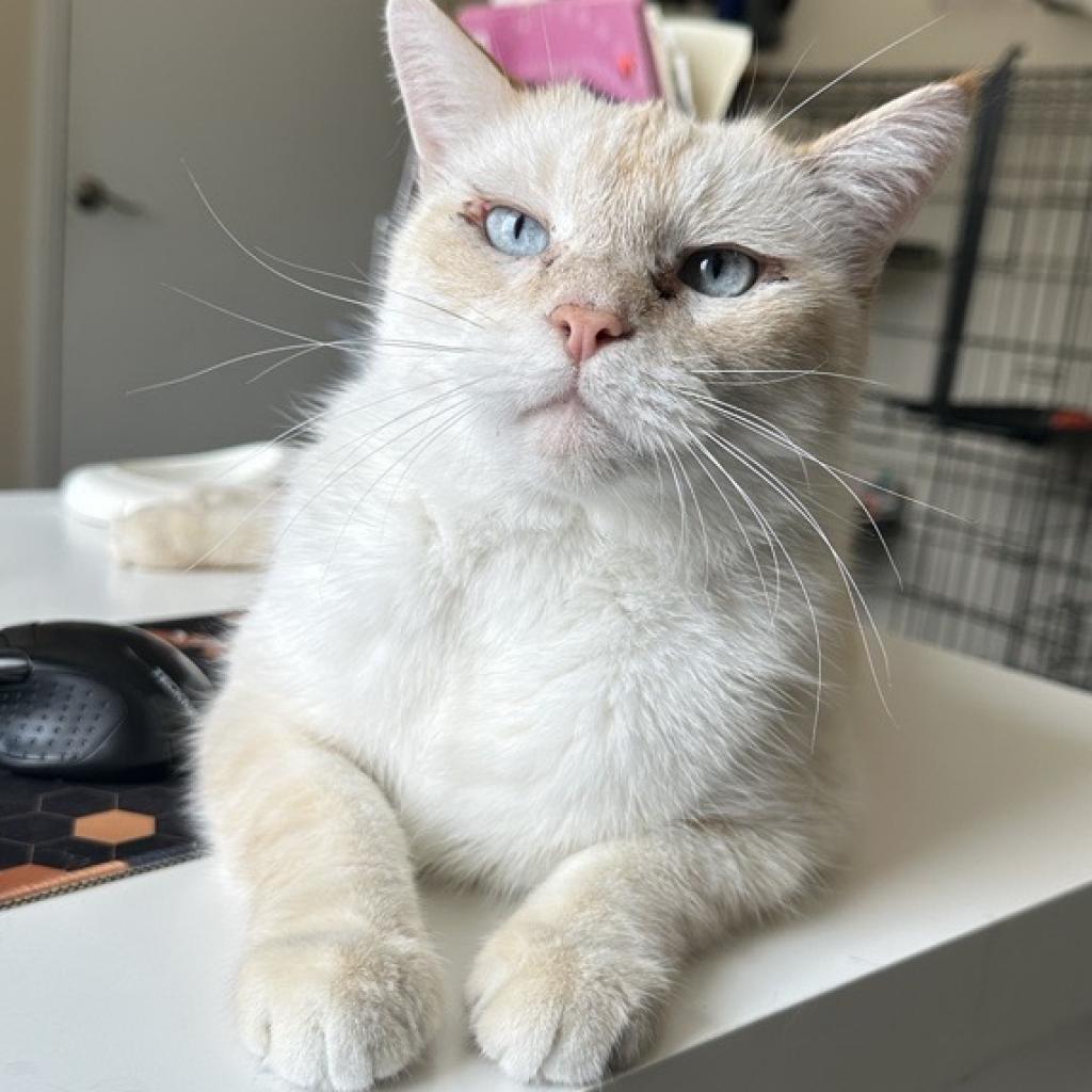 Adoptable Male Male