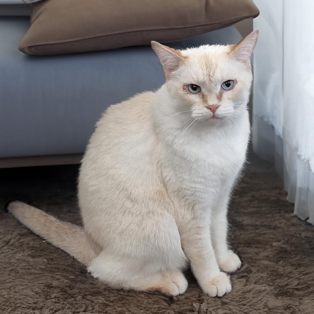 Adoptable Male Male