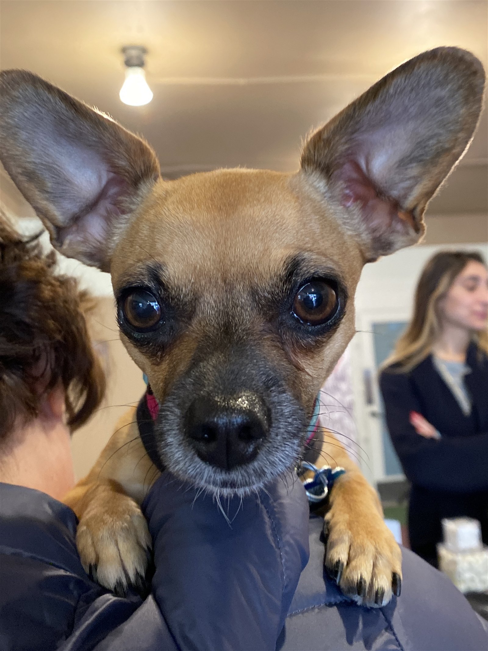 adoptable Dog in San Francisco, CA named Violet