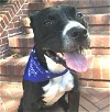 adoptable Dog in  named Wally
