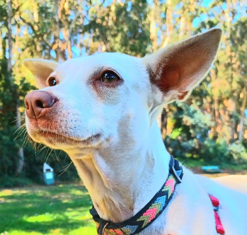 adoptable Dog in Salinas, CA named Beanie