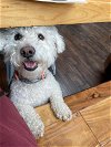 adoptable Dog in oakland, CA named Sasha