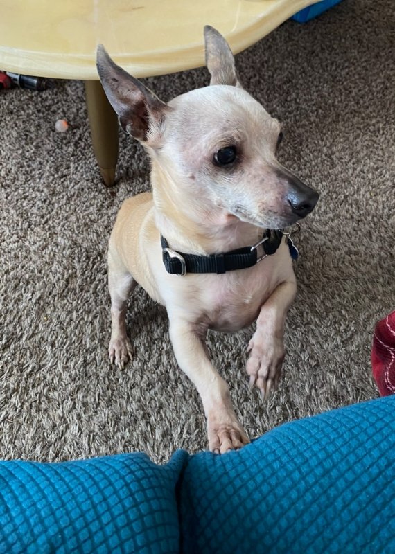 adoptable Dog in Santa Rosa, CA named Peanut