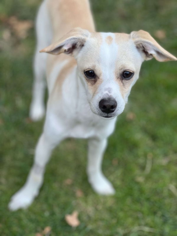 adoptable Dog in Martinez, CA named Pablo