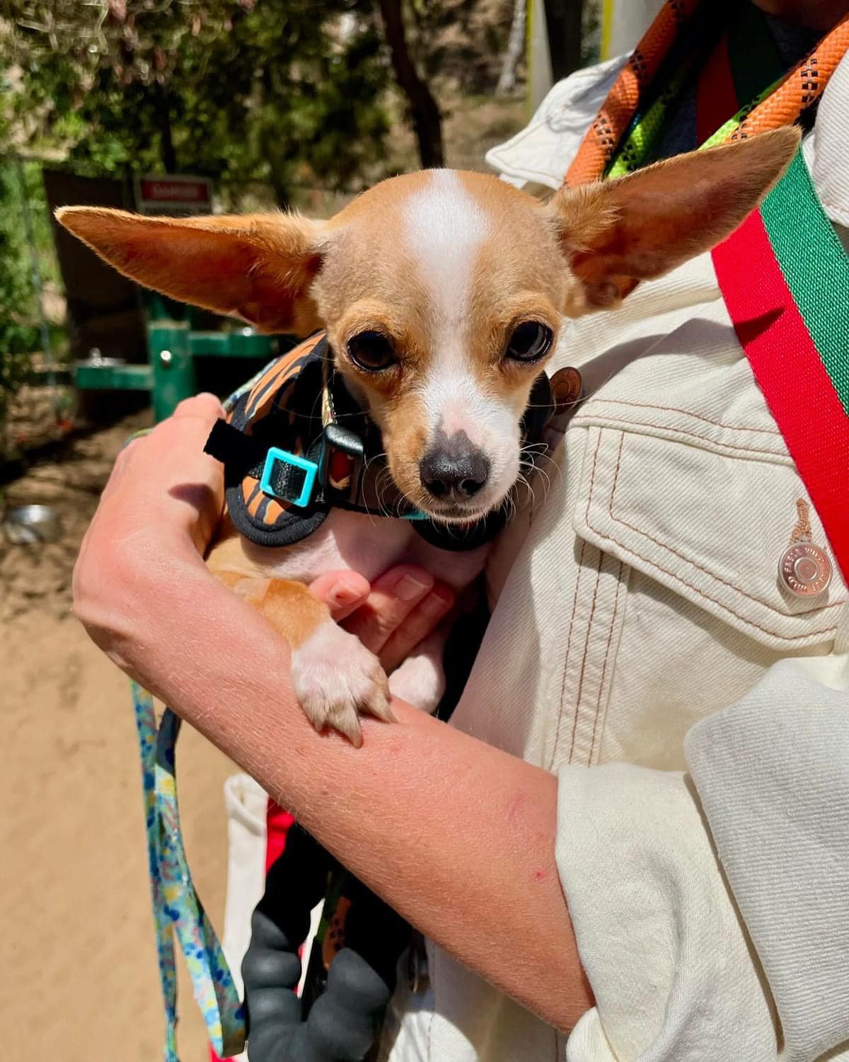 adoptable Dog in San Francisco, CA named Pretty Boy