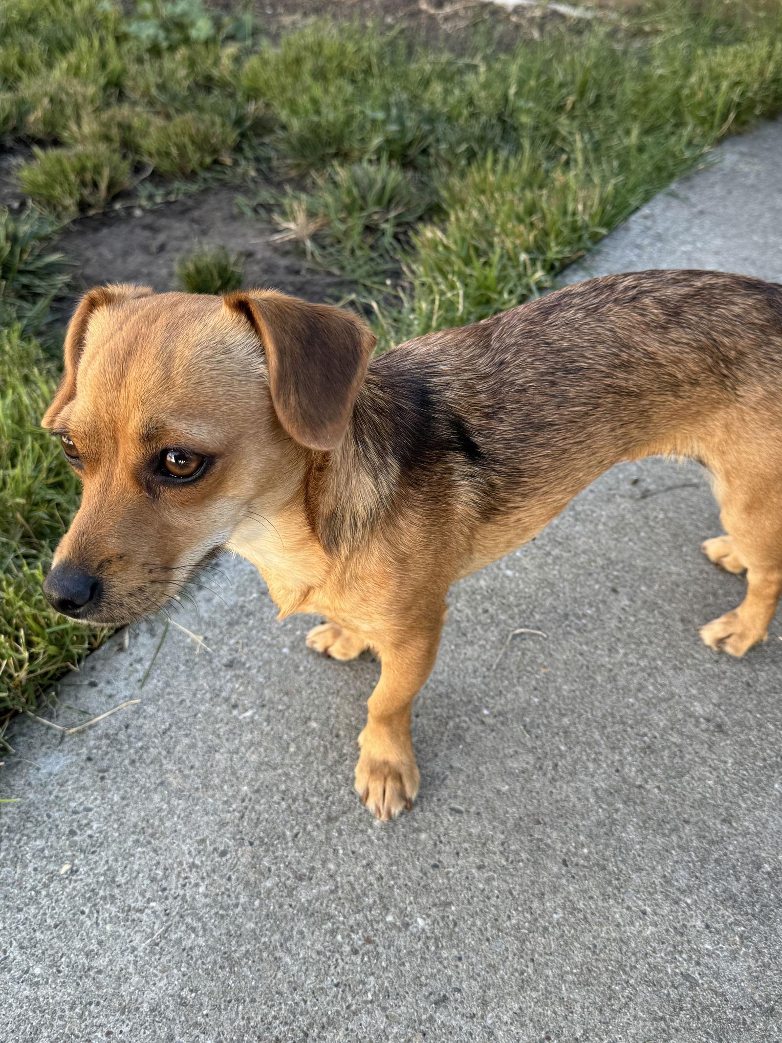 adoptable Dog in San Mateo, CA named Mitzy