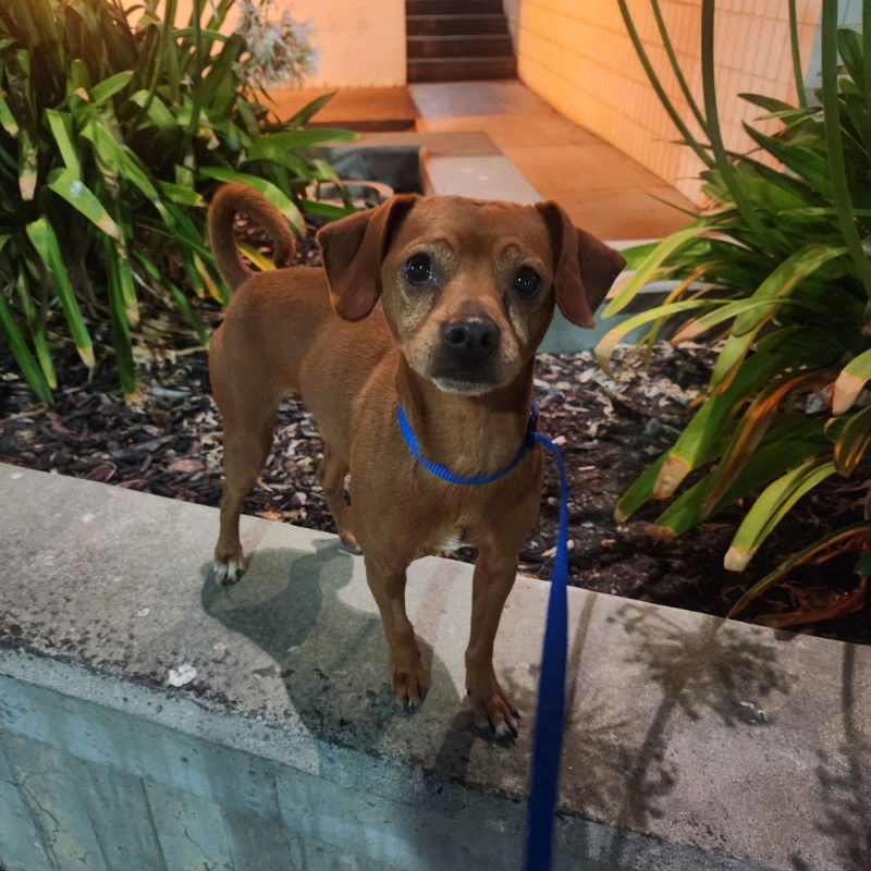 adoptable Dog in San Francisco, CA named Harry