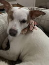 adoptable Dog in  named Cleo
