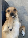 Grin - Photo 11