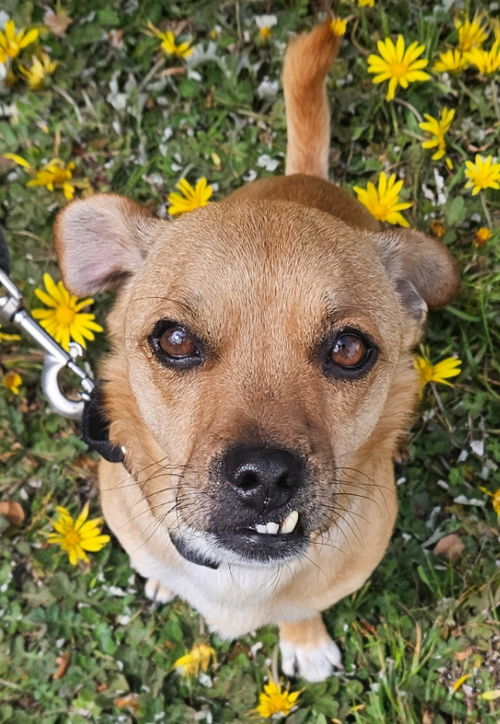 picture of the dog needing adoption
