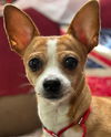 adoptable Dog in  named Daisy