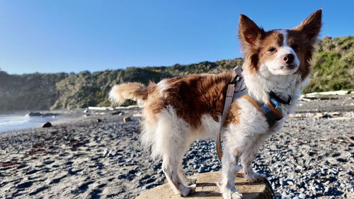 picture of the dog needing adoption