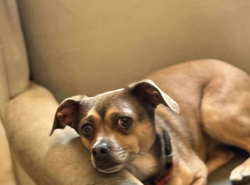 picture of the dog needing adoption