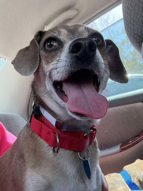 picture of the dog needing adoption