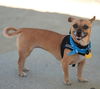adoptable Dog in  named Indiana Jones (Indie)
