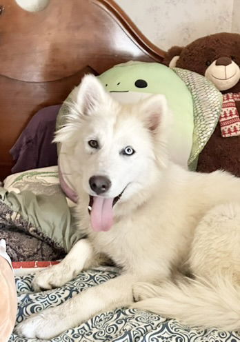 adoptable Dog in San Martin, CA named Dante