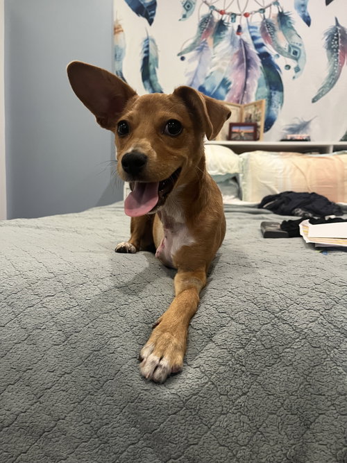 Maple photo 4