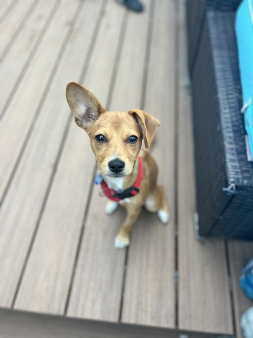 Maple photo 3
