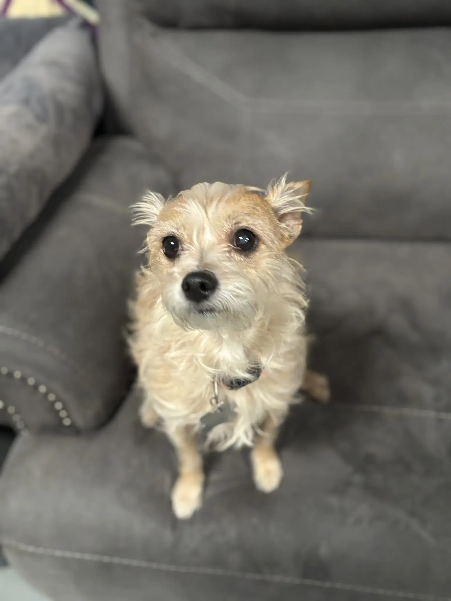 Pikachu - Terrier